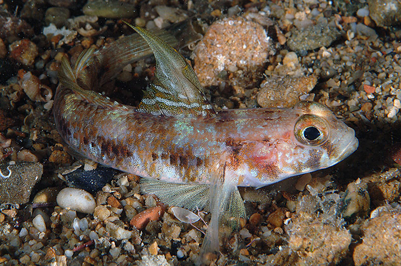 Millerigobius macrocephalus